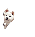 無言で伝える太っちょ白柴犬（個別スタンプ：3）