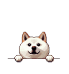 無言で伝える太っちょ白柴犬（個別スタンプ：4）