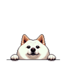 無言で伝える太っちょ白柴犬（個別スタンプ：5）
