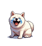 無言で伝える太っちょ白柴犬（個別スタンプ：8）