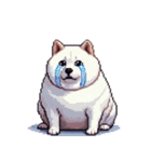無言で伝える太っちょ白柴犬（個別スタンプ：9）
