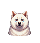 無言で伝える太っちょ白柴犬（個別スタンプ：10）