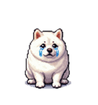 無言で伝える太っちょ白柴犬（個別スタンプ：11）
