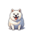 無言で伝える太っちょ白柴犬（個別スタンプ：12）