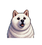 無言で伝える太っちょ白柴犬（個別スタンプ：15）