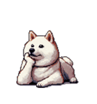無言で伝える太っちょ白柴犬（個別スタンプ：18）