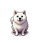 無言で伝える太っちょ白柴犬（個別スタンプ：21）