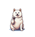 無言で伝える太っちょ白柴犬（個別スタンプ：33）