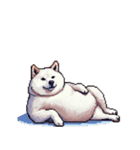 無言で伝える太っちょ白柴犬（個別スタンプ：40）