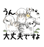 シーズー犬たち 2025 「シーズーまみれ」（個別スタンプ：8）
