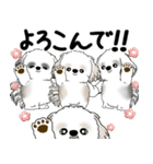 シーズー犬たち 2025 「シーズーまみれ」（個別スタンプ：12）