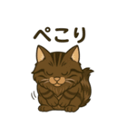 メインクーン デカ猫スタンプ（個別スタンプ：10）
