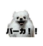 煽り散らかす麦とぽぽ（個別スタンプ：6）