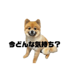 煽り散らかす麦とぽぽ（個別スタンプ：12）
