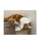 あいまりすたんぷ（個別スタンプ：1）