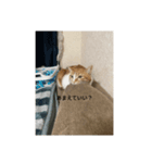 あいまりすたんぷ（個別スタンプ：5）