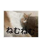 あいまりすたんぷ（個別スタンプ：6）