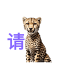 チーター C（個別スタンプ：12）