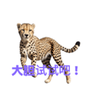 チーター C（個別スタンプ：15）