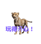 チーター C（個別スタンプ：16）