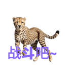 チーター C（個別スタンプ：17）
