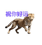 チーター C（個別スタンプ：19）