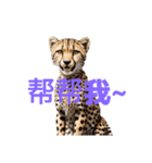 チーター C（個別スタンプ：24）