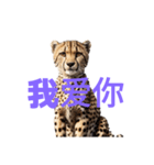 チーター C（個別スタンプ：26）