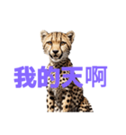 チーター C（個別スタンプ：32）