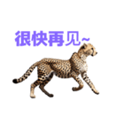 チーター C（個別スタンプ：34）