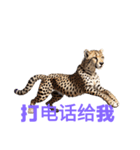 チーター C（個別スタンプ：35）