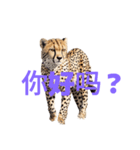 チーター C（個別スタンプ：38）