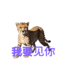 チーター C（個別スタンプ：39）