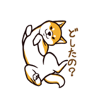 人間味あふれる柴犬スタンプ（個別スタンプ：1）
