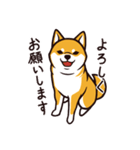 人間味あふれる柴犬スタンプ（個別スタンプ：3）
