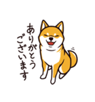 人間味あふれる柴犬スタンプ（個別スタンプ：4）