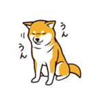 人間味あふれる柴犬スタンプ（個別スタンプ：6）