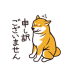 人間味あふれる柴犬スタンプ（個別スタンプ：12）