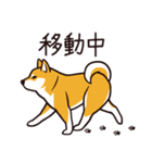 人間味あふれる柴犬スタンプ（個別スタンプ：14）