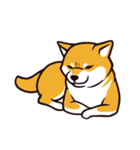 人間味あふれる柴犬スタンプ（個別スタンプ：17）