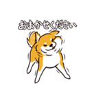 人間味あふれる柴犬スタンプ（個別スタンプ：34）