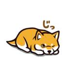 人間味あふれる柴犬スタンプ（個別スタンプ：40）