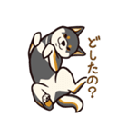 人間味あふれる黒柴スタンプ（個別スタンプ：1）