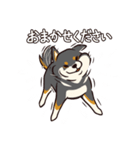 人間味あふれる黒柴スタンプ（個別スタンプ：34）
