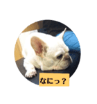 白い犬のスタンプ（ハク店長）（個別スタンプ：2）
