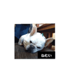 白い犬のスタンプ（ハク店長）（個別スタンプ：3）