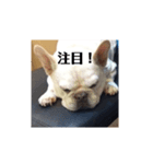 白い犬のスタンプ（ハク店長）（個別スタンプ：4）