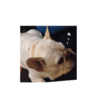 白い犬のスタンプ（ハク店長）（個別スタンプ：5）