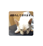 白い犬のスタンプ（ハク店長）（個別スタンプ：6）