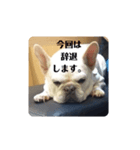 白い犬のスタンプ（ハク店長）（個別スタンプ：7）